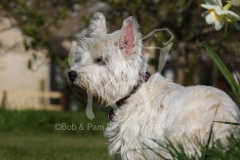 Terrier - West Highland White
