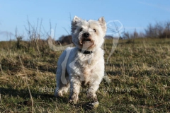 Terrier - West Highland White