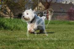 Terrier - West Highland White
