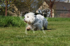 Terrier - West Highland White