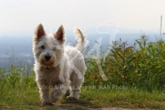 Terrier - West Highland White