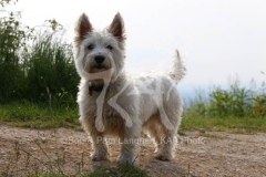 Terrier - West Highland White