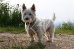 Terrier - West Highland White