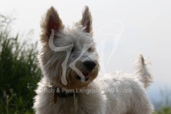 Terrier - West Highland White