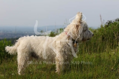 Terrier - West Highland White