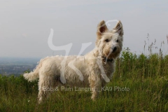 Terrier - West Highland White