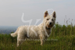 Terrier - West Highland White