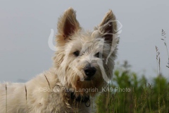 Terrier - West Highland White