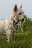 Terrier - West Highland White
