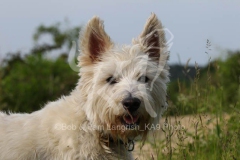 Terrier - West Highland White