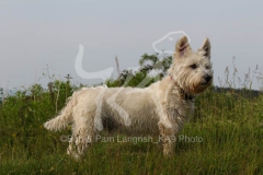 Terrier - West Highland White