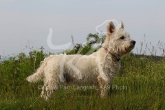 Terrier - West Highland White