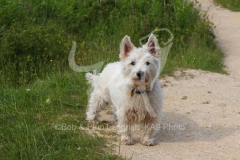Terrier - West Highland White