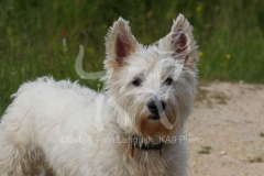 Terrier - West Highland White