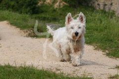 Terrier - West Highland White