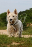 Terrier - West Highland White