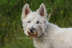 Terrier - West Highland White