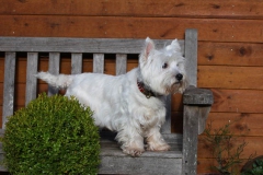 Terrier - West Highland White