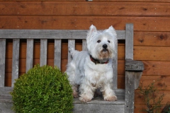 Terrier - West Highland White