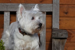 Terrier - West Highland White