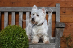 Terrier - West Highland White