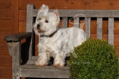 Terrier - West Highland White