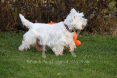 Terrier - West Highland White
