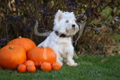 Terrier - West Highland White