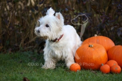Terrier - West Highland White