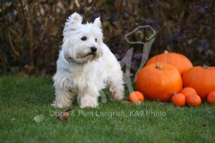 Terrier - West Highland White
