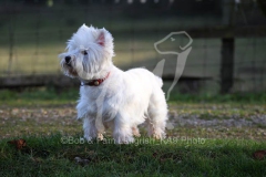 Terrier - West Highland White