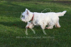 Terrier - West Highland White