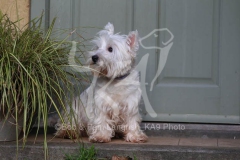 Terrier - West Highland White