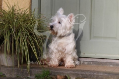 Terrier - West Highland White