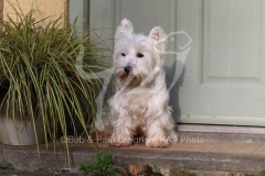 Terrier - West Highland White