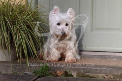 Terrier - West Highland White