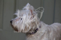 Terrier - West Highland White