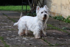 Terrier - West Highland White