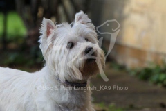 Terrier - West Highland White