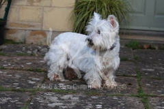 Terrier - West Highland White