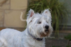 Terrier - West Highland White
