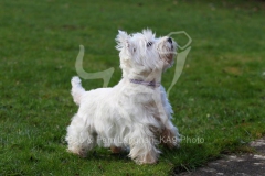 Terrier - West Highland White