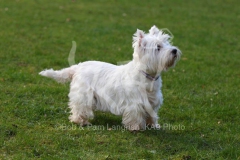 Terrier - West Highland White