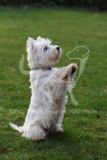 Terrier - West Highland White