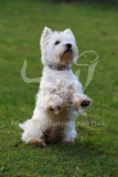 Terrier - West Highland White