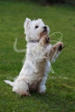 Terrier - West Highland White