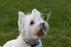 Terrier - West Highland White