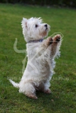 Terrier - West Highland White