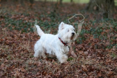 Terrier - West Highland White