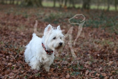 Terrier - West Highland White